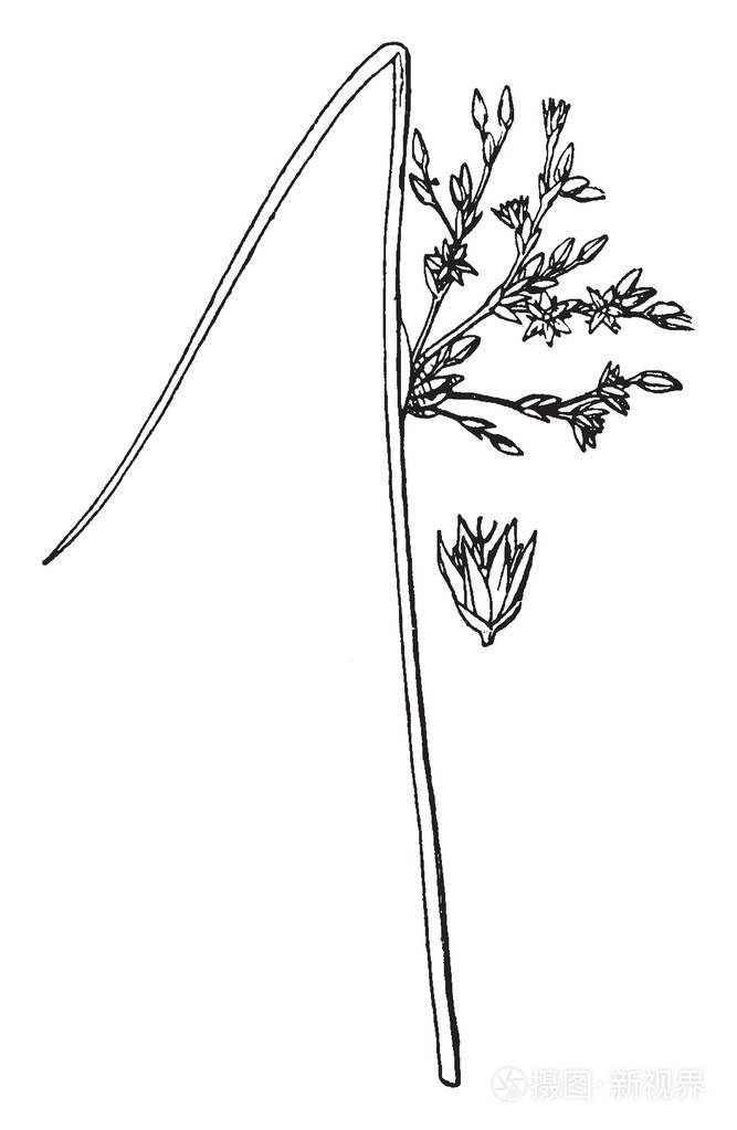 插画-正版商用图片13amm5-摄图新视界