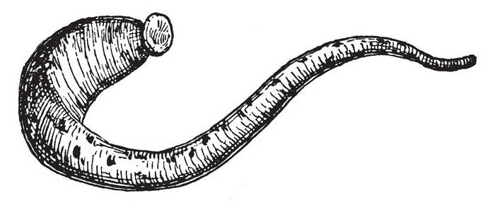 水蛭图片解剖图图片
