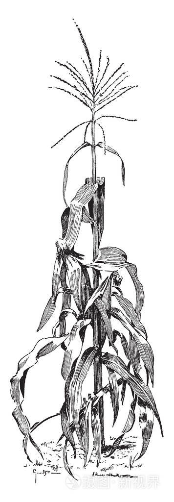 玉米有各种颜色的硬核如红棕色深紫色和黄色通常用于观赏目的老式线条