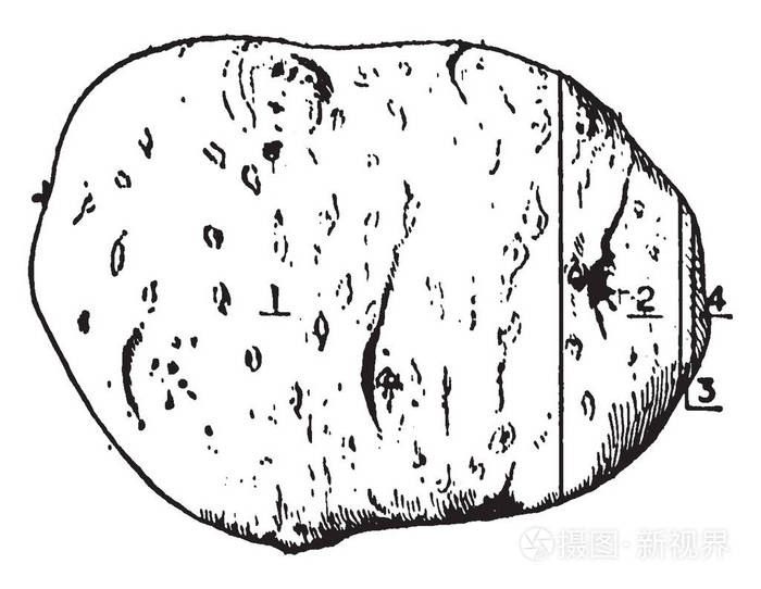 这是用来做饭的土豆. 这是一种蔬菜. 它是鸡蛋形状的硬盖. 马铃薯是一