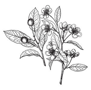 一张照片显示了AmelanchierBartramiana植物。 叶子是锋利的牙齿和花与一束花粉粒。 果实呈紫黑色，有褶皱的复古
