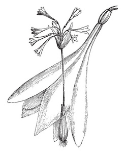 这是一个习惯的形象和分离的花的荔枝下水道。 它的花是棕红色和芳香的复古线绘图或雕刻插图。