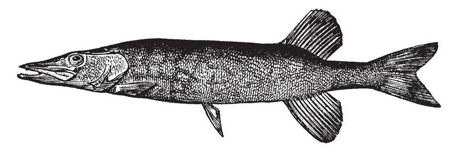 池塘鱼是一种小而白的鱼复古线绘图或雕刻插图。