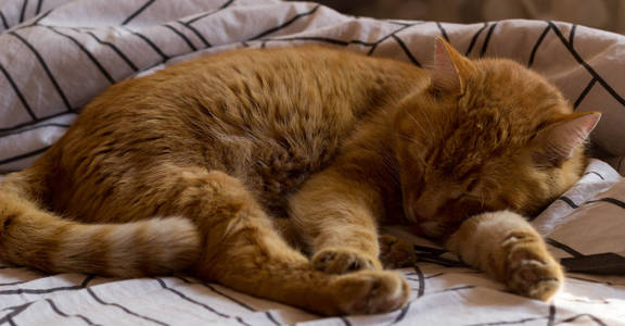 昏昏欲睡的猫亚瑟在毯子上