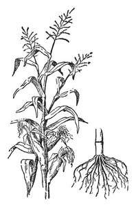 玉米的耳朵图片-玉米的耳朵素材-玉米的耳朵插画-摄图新视界