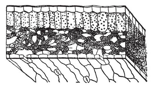 绿线叶这是叶子的横截面.