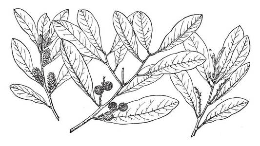 杨梅是一种植物物种,原产于墨西哥湾北岸的沿海平原,老式线条绘制或