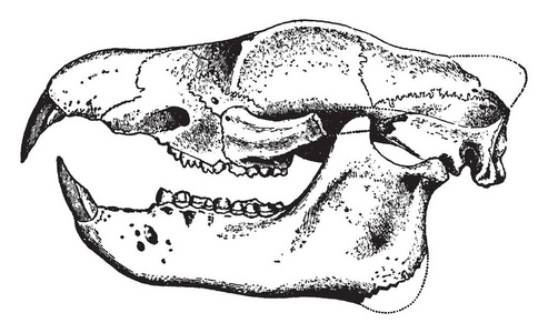 其中类型的顺序,头骨有相同的一般形式,在熊,复古线绘图或雕刻插图.