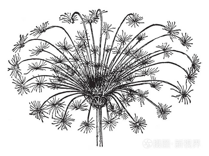 胡萝卜伞形花序的图片它是由一些小的花茎生长在一个共同的点复古线