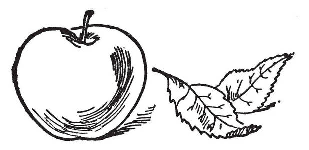 这张卡片上有苹果。 这张卡片代表一个苹果，用于许多类型的课堂计数活动，复古线绘图或雕刻插图。