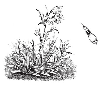 奥诺玛的共同名字是金滴. 牛磺酸石质品种有大约一英寸半长的黄花.