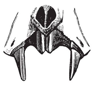 后牙吸血鬼蝙蝠牙齿是专门用于切割和后牙比其他蝙蝠复古线绘图或雕刻