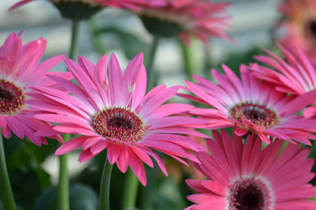 花园里的雏菊花