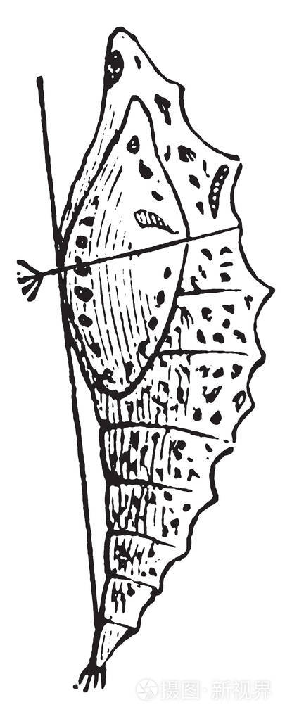 蝶蛹是蝴蝶复古线绘制或雕刻插图的蛹阶段