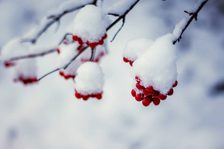 冬雪覆盖的鼓室束