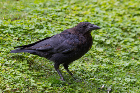喂养黑乌鸦与面包，杜伊莱里花园巴黎，2018年秋天