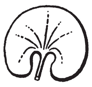 肾形叶子的图片，形状像肾脏复古线绘图或雕刻插图。