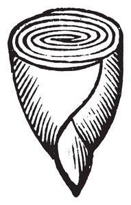 这是一张花萼胚胎的图像，它显示了卷曲的子叶，复古的线条绘制或雕刻插图。
