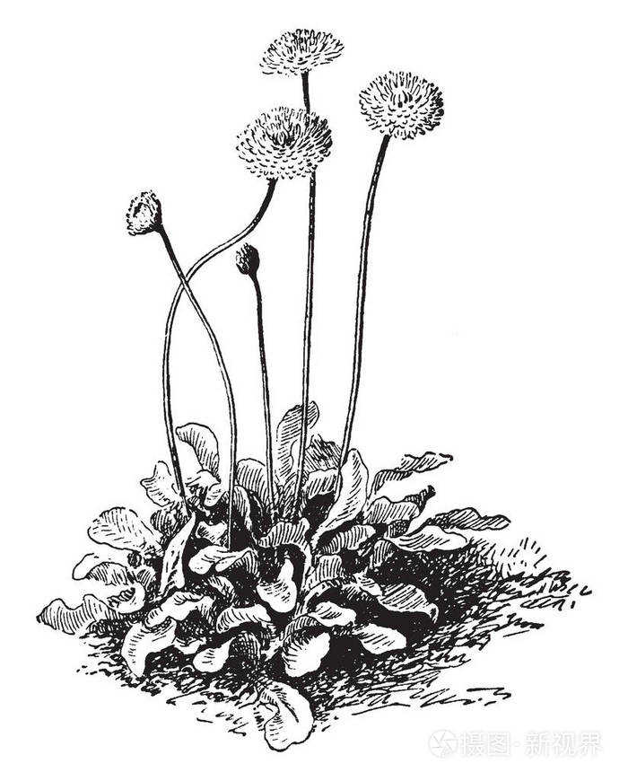 在花的底部有叶子,复古的线条画或雕刻插图.