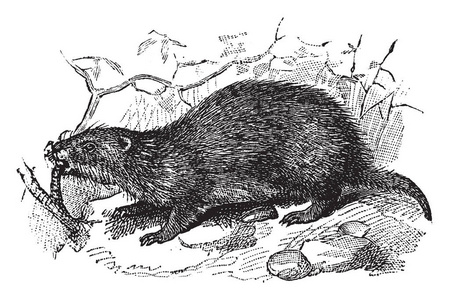 地皮属于一组大型地松鼠，被称为土拨鼠，复古线绘图或雕刻插图。