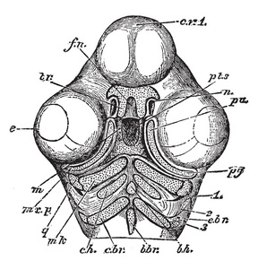 第二和第三弓部分以下小鸡的头骨都进入舌骨复古线绘图或雕刻插图。