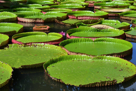 巨大的亚马逊百合在水中的娇小的植物园在毛里求斯。 维多利亚