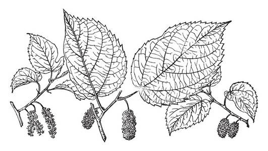  fruits, vintage line drawing or engraving illustration.