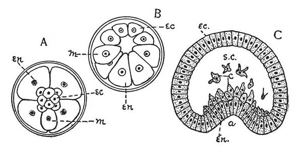 中胚层是早期胚胎复古线绘制或雕刻插图中的三个初级胚层之一.照片