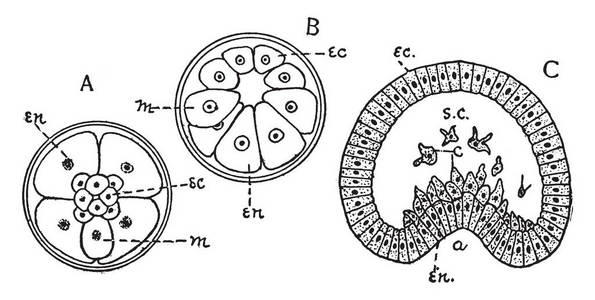 原肠胚的三个胚层图图片