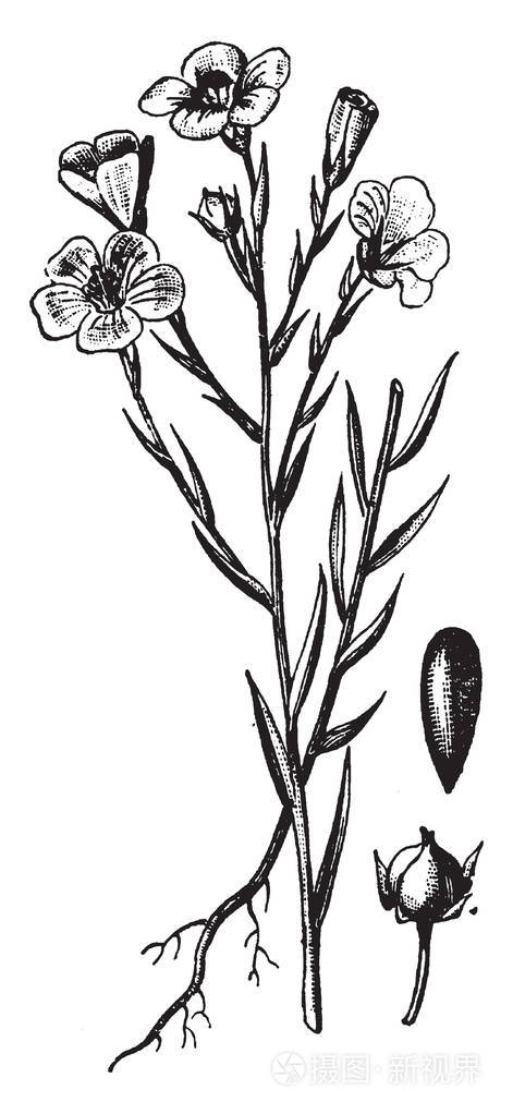 一张图片显示亚麻，它也被称为亚麻籽。 它属于林科科。 这是一种观赏植物。 这是一种小亚麻植物，也显示了这种植物的种子和芽，复古线