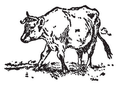 杰克建造的房子，这张照片显示一头牛站在地面上，老式的线条画或雕刻插图
