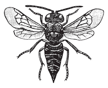 布谷鸟蜜蜂的家庭蜘蛛，复古线绘图或雕刻插图。