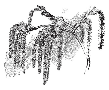 柳絮基本上是悬挂在树枝上的小果实体,老式线条画或雕刻插图.照片