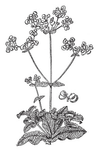 这是一幅粘菌的图像。 它的叶子是高度脉状的，略有粘性，花是黄色的复古线绘图或雕刻插图。