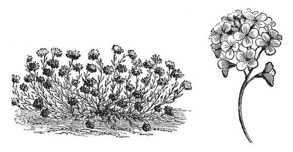 马尾藻的花很小，叶子很拥挤。 它也被称为矮马栗子复古线绘图或雕刻插图。