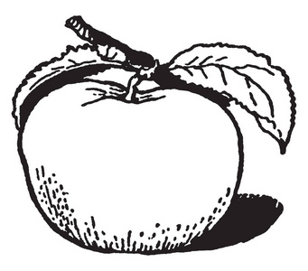 这是苹果在框架，它的胃是叶子复古线绘图或雕刻插图。
