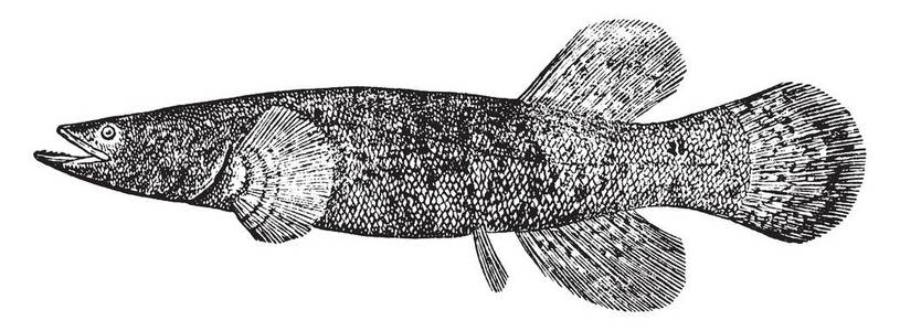 线长度阿拉斯加黑鱼是一种鱼,生长到14的长度,复古线绘图或雕刻插图.