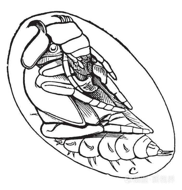 水甲虫简笔画图片