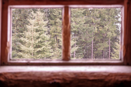从窗户看到森林。 窗外的森林。