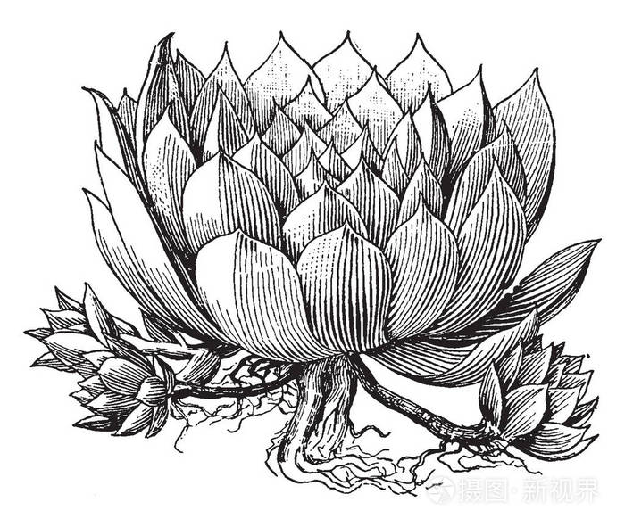 插画 一张图片显示了半截花植物. 它属于半精灵.