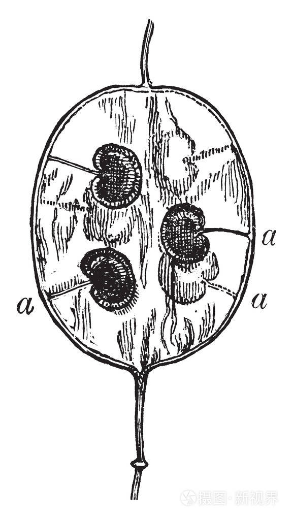 一种图片 显示了竹荚的胚根 它是胚珠或种子的茎 复古线 绘图或雕刻插图 插画 正版商用图片13at9f 摄图新视界
