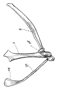 此插图表示鸟类复古线绘图或雕刻插图的右胸拱。