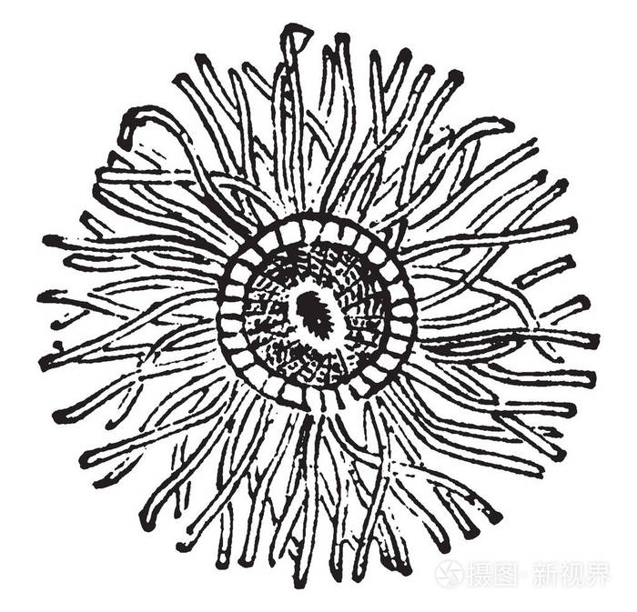 放线菌是海葵科中的一个属属老式线条画或雕刻插图