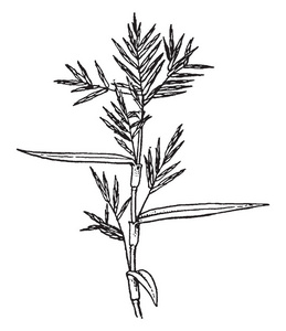 一张照片显示了杜里奇姆。 杜利钦是杜利钦的双名。 这是一个水生或半水生植物复古线绘图或雕刻插图。