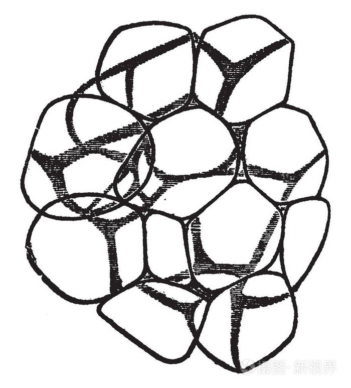 脂肪组织是结缔组织的一种亚型由含有脂肪的小囊的生长组成由结缔组织