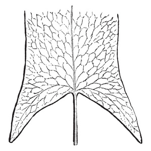 用黑色长叶复古线绘制或雕刻插图的箭形蕨类植物的插图。