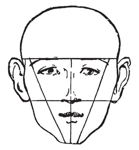 男性脸显示与秃头在这张图片，复古线绘图或雕刻插图。