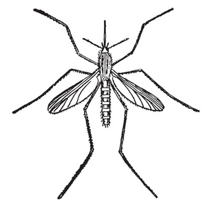 库莱克斯是一种蚊子复古线绘图或雕刻插图。