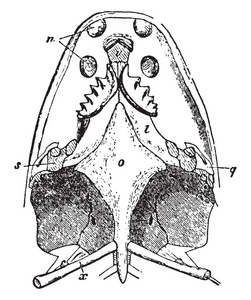 ceratodus尾鱼是一个广泛的属灭绝的肺鱼,复古线绘图或雕刻插图.照片
