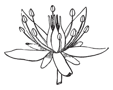 雄蕊花丝图片